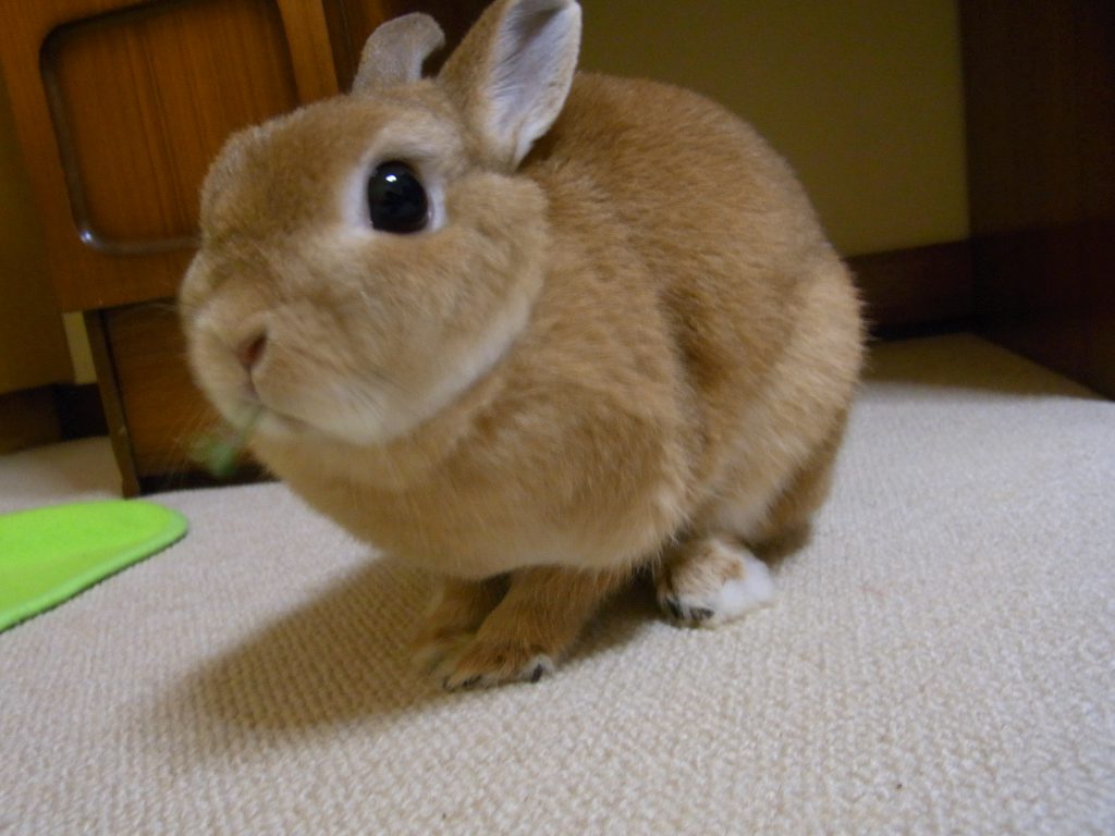 うさぎが大好きなおやつは 野にある雑草 葛 くず の葉だった おきらくウサギ生活